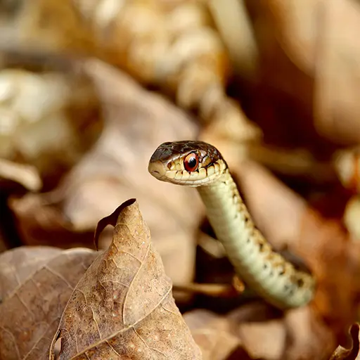Garter Snake