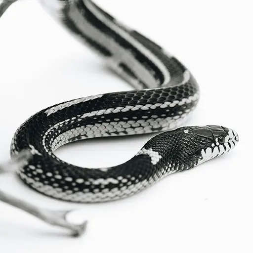 King Snake